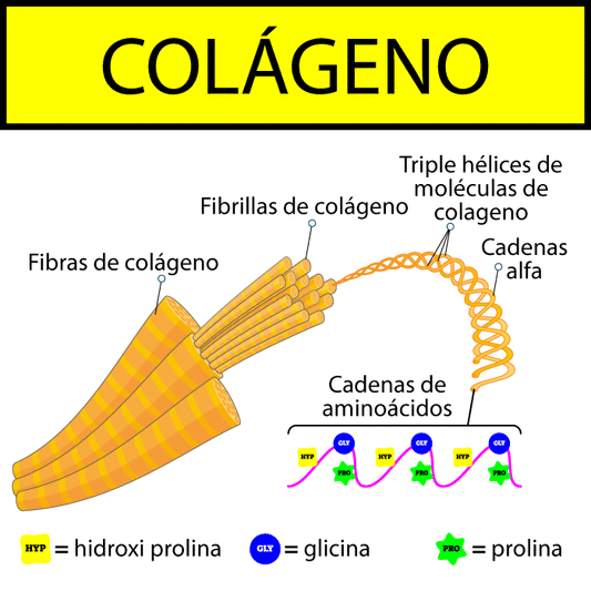 Composición estructural del colágeno.