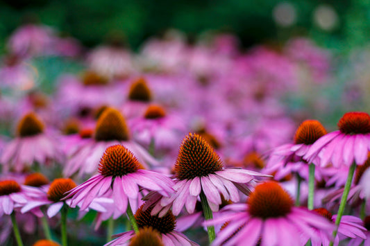 echinacea planta natural 