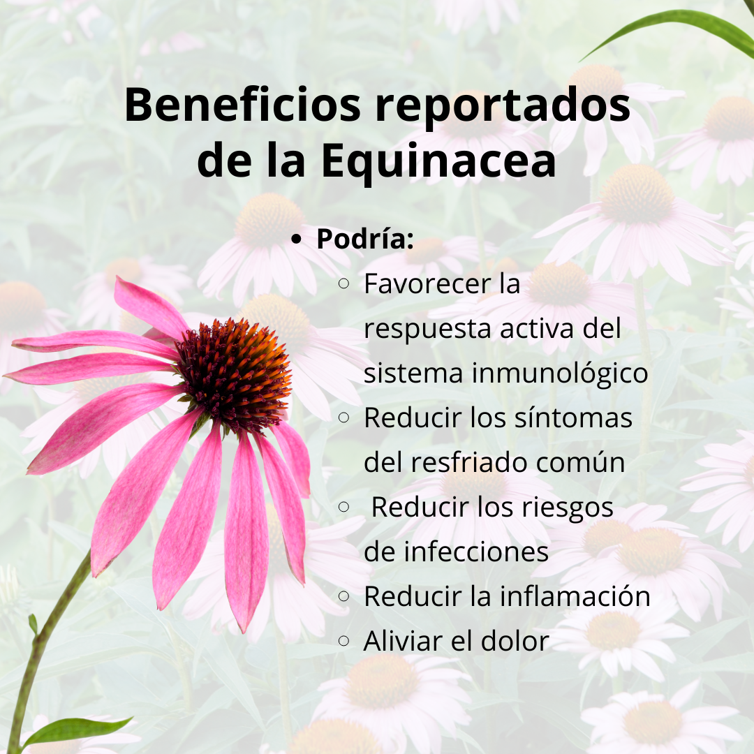 Cápsulas de Equinácea con Vitamina C